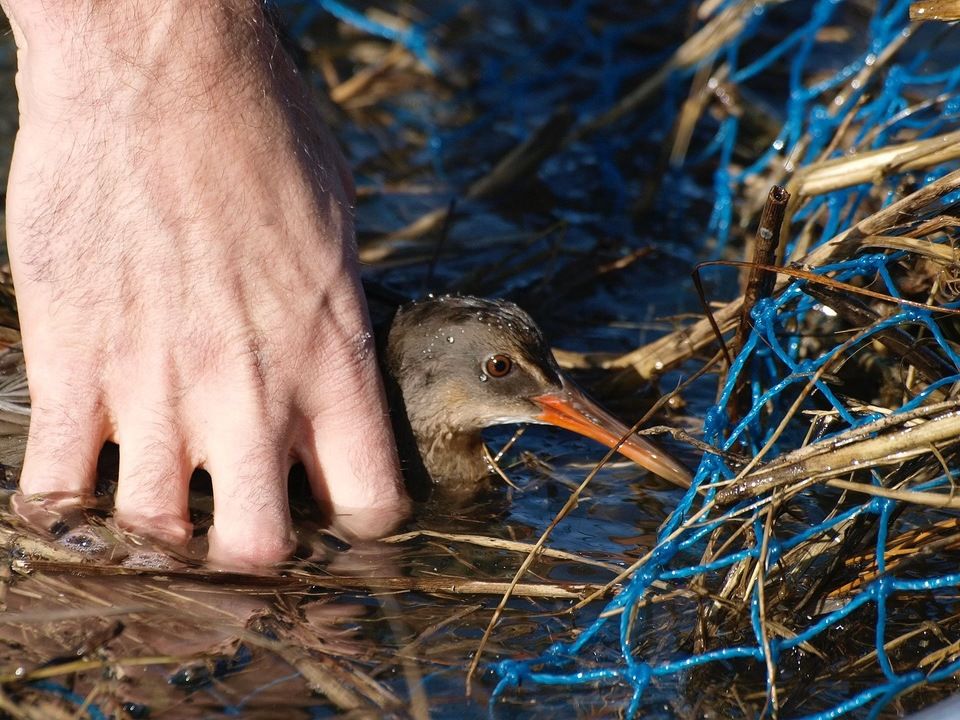 USGS California Clapper Rail Study by Ingrid Taylar is licensed under CC BY-SA 2.0